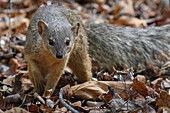 Malagasy Narrow-striped Mongoose (Mungotictis decemlineata), Kirindy Forest, Morondava, Madagascar