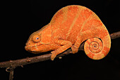 Parson's Chameleon (Calumma parsonii) juvenile, Andasibe, Madagascar