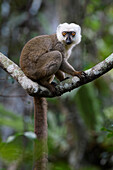 White-fronted Brown Lemur (Eulemur fulvus albifrons) male, Marojejy National Park, Madagascar