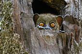 Light-necked Sportive Lemur (Lepilemur microdon) in tree, Ranomafana National Park, Madagascar