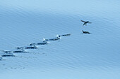 Flying Fish (Exocoetidae) taking flight from surface, Sarawak, Borneo, Malaysia