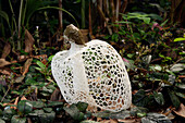 Stinkhorn (Phallus indusiatus) mushroom, Kuching, Sarawak, Borneo, Malaysia