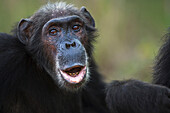 Eastern Chimpanzee (Pan troglodytes schweinfurthii) female, fifty-four years old, calling, Gombe National Park, Tanzania