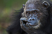 Eastern Chimpanzee (Pan troglodytes schweinfurthii) male, thirty-six years old, Gombe National Park, Tanzania