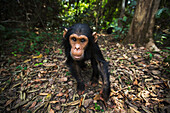 Eastern Chimpanzee (Pan troglodytes schweinfurthii) young male, three years old, curiously approaching, Gombe National Park, Tanzania