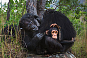 Eastern Chimpanzee (Pan troglodytes schweinfurthii) young male, three years old, peering from his fourty-one year old mother, who is being groomed by her nineteen year old daughter, Gombe National Park, Tanzania
