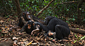 Eastern Chimpanzee (Pan troglodytes schweinfurthii) female twins, fourteen years old, with their three month and year old young, Gombe National Park, Tanzania