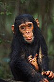 Eastern Chimpanzee (Pan troglodytes schweinfurthii) young male, two years old, Gombe National Park, Tanzania