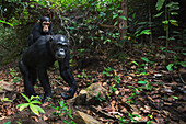 Eastern Chimpanzee (Pan troglodytes schweinfurthii) mother, thirty-one years old, carrying two year old son, Gombe National Park, Tanzania
