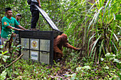 Sumatran Orangutan (Pongo abelii) female being released after being rescued from clearcut forest area by the Human Orangutan Conflict Response Unit, Gunung Leuser National Park, Sumatra, Indonesia