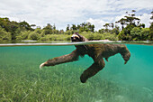 Pygmy Three-toed Sloth (Bradypus pygmaeus) swimming in mangrove forest, Isla Escudo de Veraguas, Panama