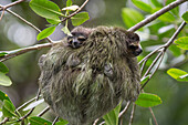 Pygmy Three-toed Sloth (Bradypus pygmaeus) mother and four month old young, Isla Escudo de Veraguas, Panama