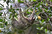 Pygmy Three-toed Sloth (Bradypus pygmaeus) mother and four month old young, Isla Escudo de Veraguas, Panama