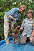 Pygmy Three-toed Sloth (Bradypus pygmaeus) biologist, Rebecca Cliffe, weighing adult, Isla Escudo de Veraguas, Panama