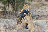 African Lion (Panthera leo) pride hunting Cape Buffalo (Syncerus caffer), Sabi-sands Game Reserve, South Africa. Sequence 6 of 6