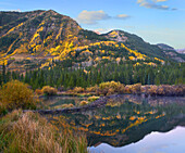 American Beaver (Castor canadensis) dam, Slate River, Crested Butte, Colorado