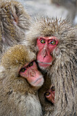 Japanese Macaque (Macaca fuscata) mother and young huddling, Jigokudani, Japan