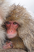 Japanese Macaque (Macaca fuscata) young, Jigokudani, Japan