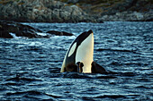 Orca (Orcinus orca) spy hopping, Senja Fjord, Norway