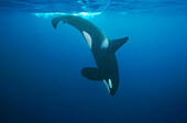 Orca (Orcinus orca) female diving, Senja Fjord, Norway