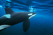 Orca (Orcinus orca) male surfacing, Senja Fjord, Norway
