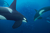 Orca (Orcinus orca) pod cooperatively hunting Atlantic Herring (Clupea harengus) school, Senja Fjord, Norway