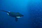 Orca (Orcinus orca) hunting Atlantic Herring (Clupea harengus) school, Senja Fjord, Norway