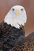 Bald Eagle (Haliaeetus leucocephalus), Howell Nature Center, Michigan