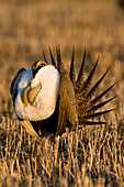 Sage Grouse (Centrocercus urophasianus) male in courtship display at lek, North Dakota