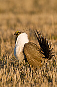 Sage Grouse (Centrocercus urophasianus) male in courtship display at lek, North Dakota