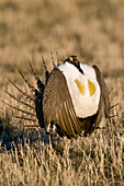 Sage Grouse (Centrocercus urophasianus) male in courtship display at lek, North Dakota