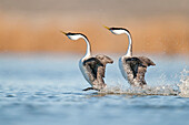 Western Grebe (Aechmophorus occidentalis) pair in courtship dance, North Dakota