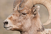 Bighorn Sheep (Ovis canadensis) ram, Yellowstone National Park, Wyoming