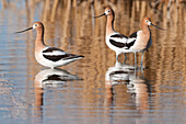 American Avocet (Recurvirostra americana) trio, J. Clark Salyer National Wildlife Refuge, North Dakota