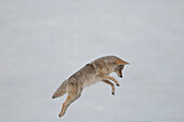 Coyote (Canis latrans) hunting in winter, Yellowstone National Park, Wyoming, sequence 2 of 5