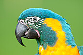 Blue-throated Macaw (Ara glaucogularis), Tambopata National Reserve, Peru