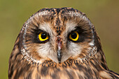 Short-eared Owl (Asio flammeus), Howell Nature Center, Michigan