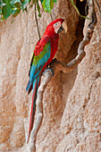 Scarlet Macaw (Ara macao) at mineral lick, Tambopata National Reserve, Peru