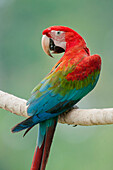 Scarlet Macaw (Ara macao), Tambopata National Reserve, Peru