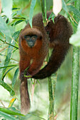 Dusky Titi Monkey (Callicebus moloch), Tambopata National Reserve, Peru