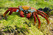 Sally Lightfoot Crab (Grapsus grapsus), Galapagos Islands, Ecuador