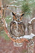 Great Horned Owl (Bubo virginianus), Howell Nature Center, Michigan. Sequence 1 of 2