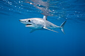 Shortfin Mako (Isurus oxyrhynchus), La Jolla, San Diego, California