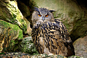 Eurasian Eagle-Owl (Bubo bubo), Bavarian Forest National Park, Germany