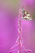 Marbled White (Melanargia galathea) butterfly on Fireweed (Chamerion angustifolium)butterfly on, Germany