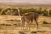 Vicuna (Vicugna vicugna) mother nursing cria, Laguna de los Pozuelos Natural Monument, Andes, northwestern Argentina