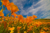 California Poppy (Eschscholzia californica) flowers in spring bloom, Lake Elsinore, California