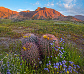 Desert Bluebell (Phacelia campanularia) flowers in spring bloom with barrel cacti, Anza-Borrego Desert State Park, California