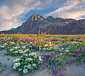 Desert Sand Verbena (Abronia villosa), Desert Sunflower (Geraea canescens), and Desert Lily (Hesperocallis undulata) flowers in spring bloom, Anza-Borrego Desert State Park, California