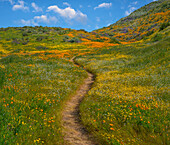 California Poppy (Eschscholzia californica), Desert Bluebell (Phacelia campanularia) and other wildflowers in spring bloom, Diamond Valley Lake, California